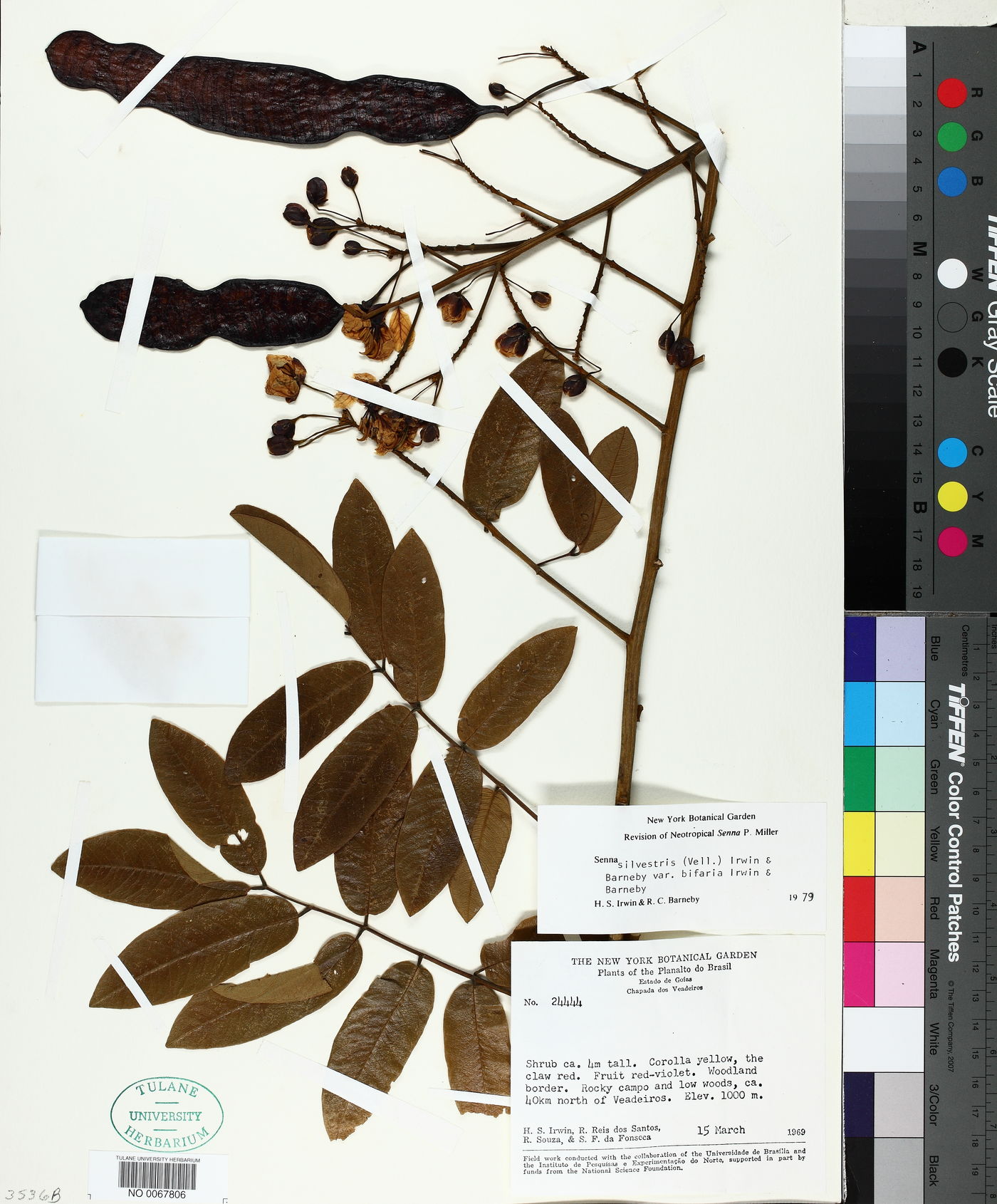 Senna silvestris subsp. bifaria image