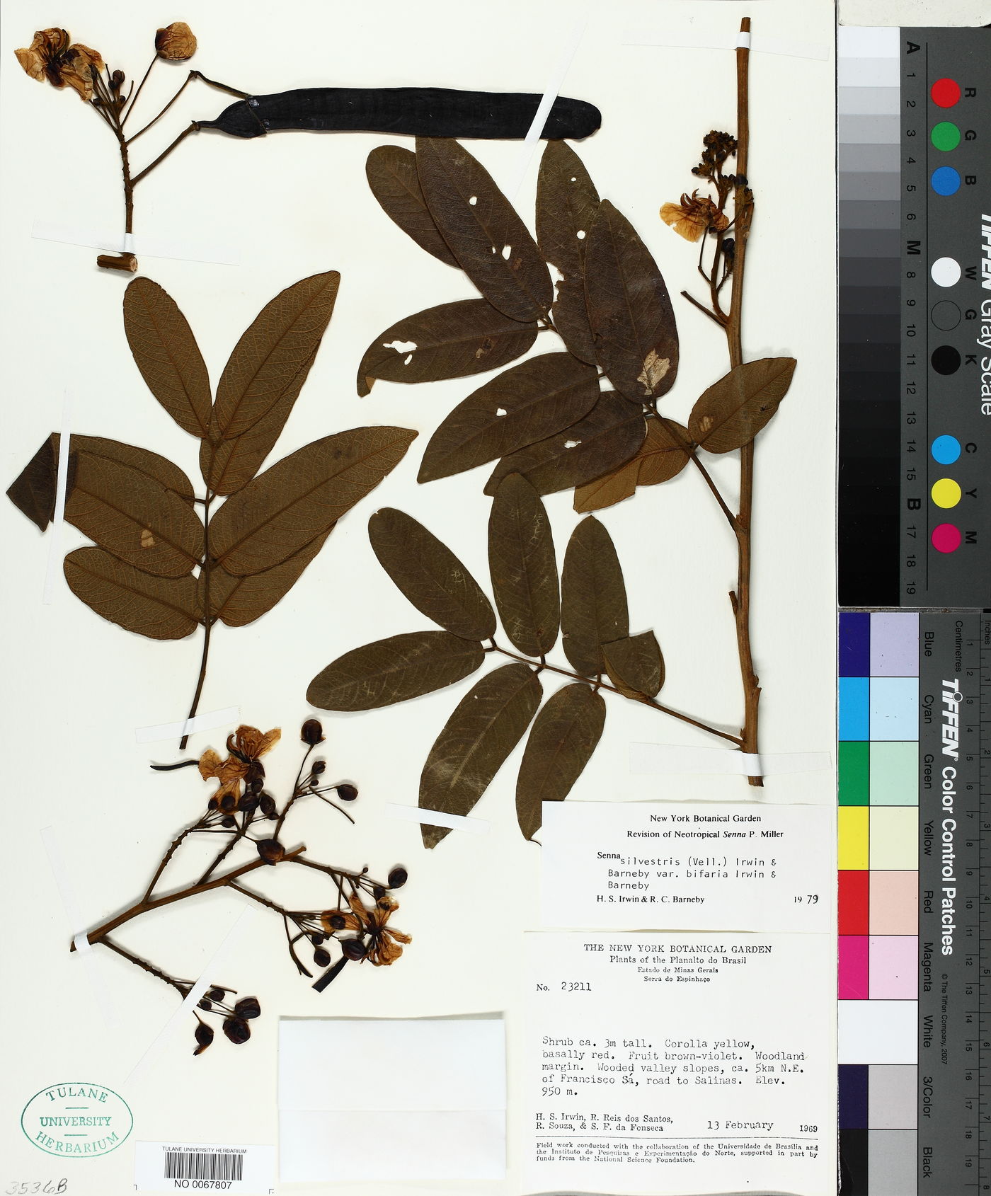 Senna silvestris image