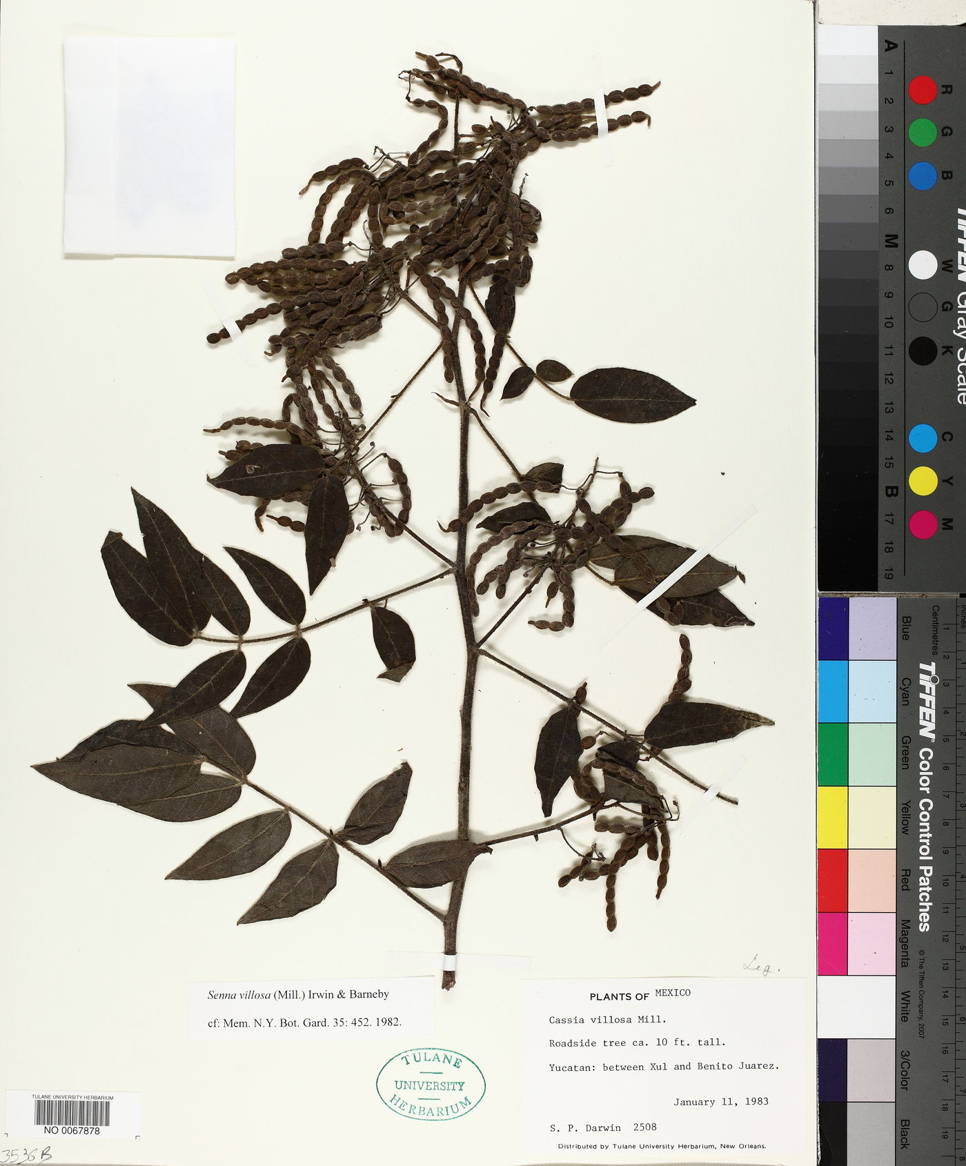 Senna villosa image