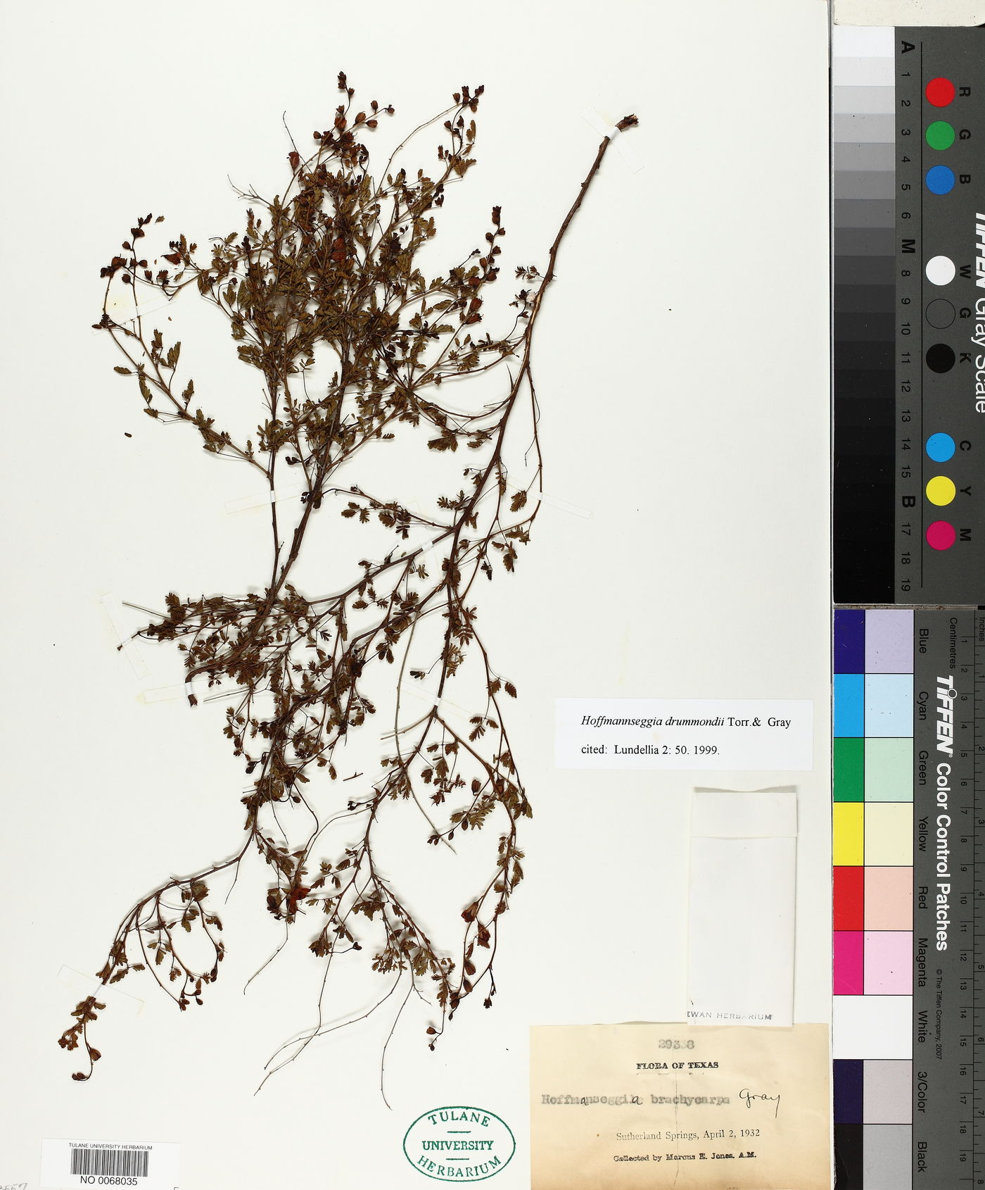 Hoffmannseggia drummondii image