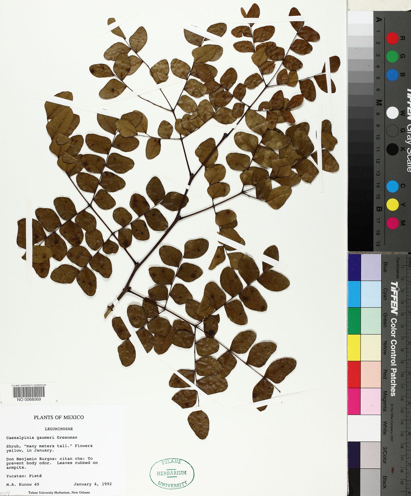 Caesalpinia gaumeri image