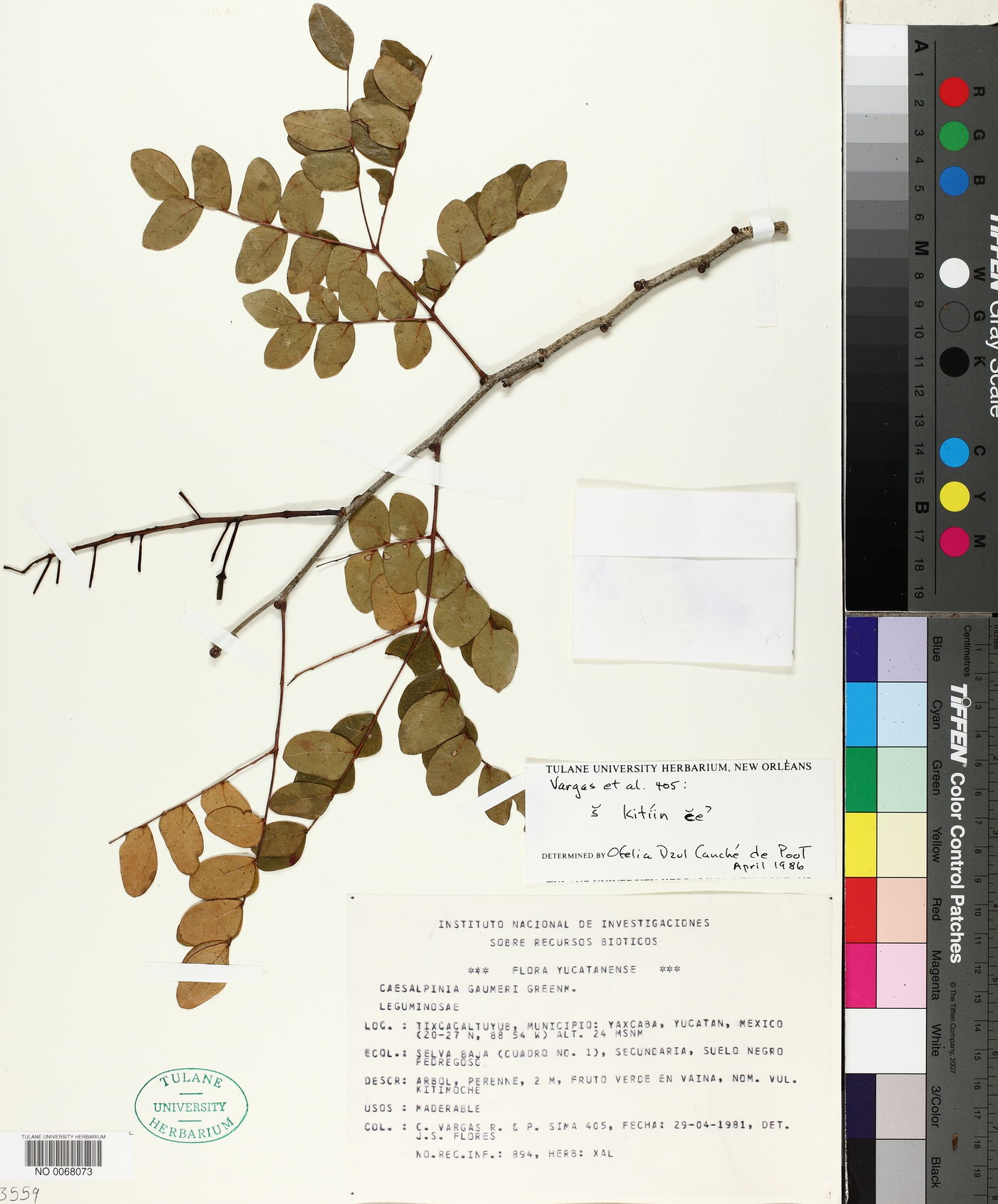 Caesalpinia gaumeri image
