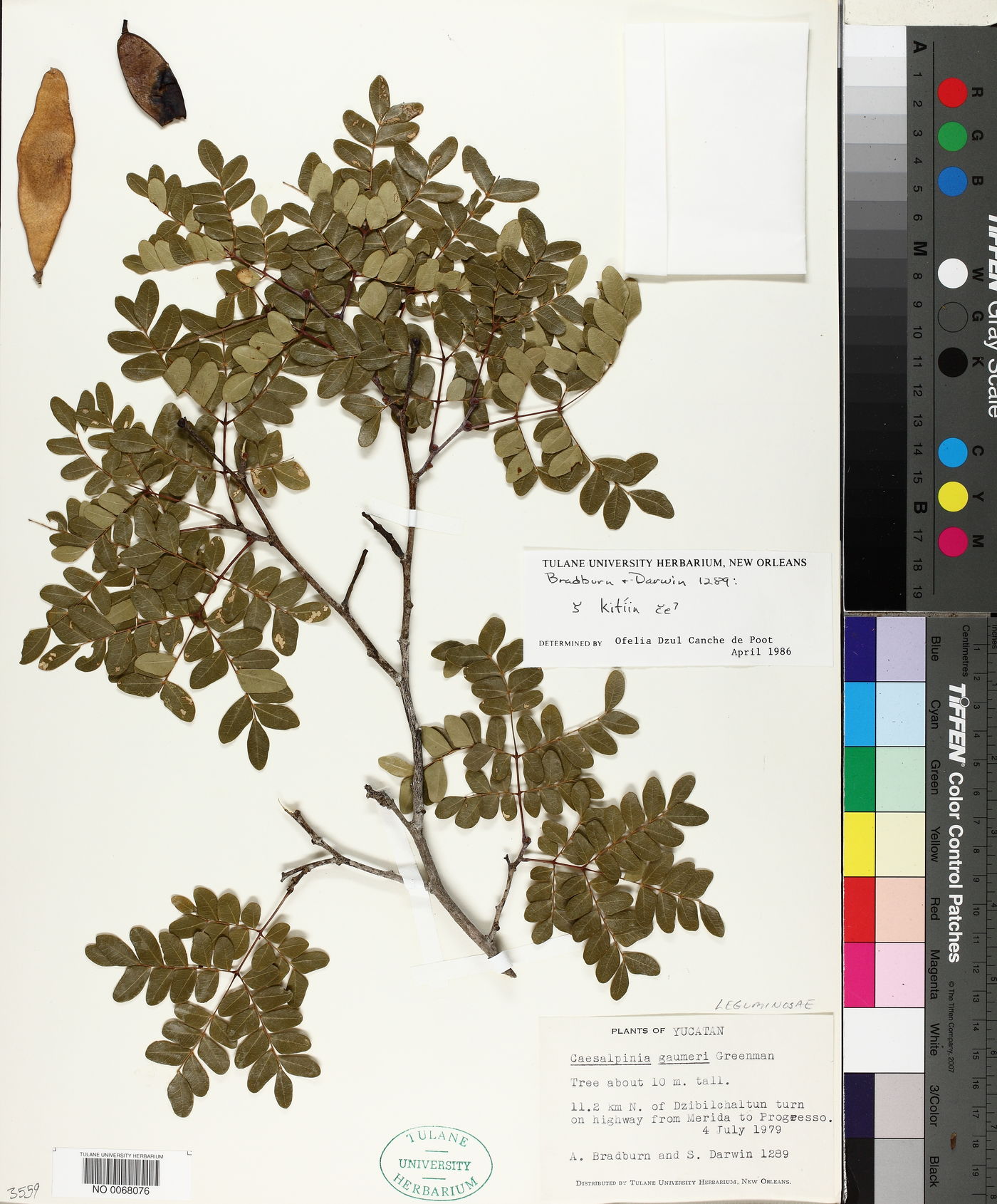 Caesalpinia gaumeri image