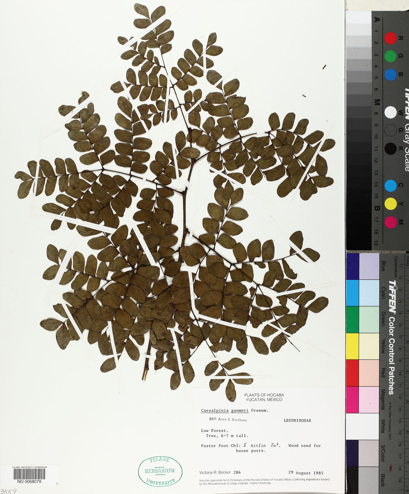Caesalpinia gaumeri image