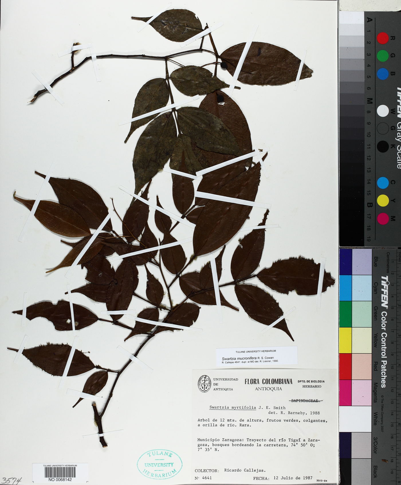 Swartzia mucronifera image