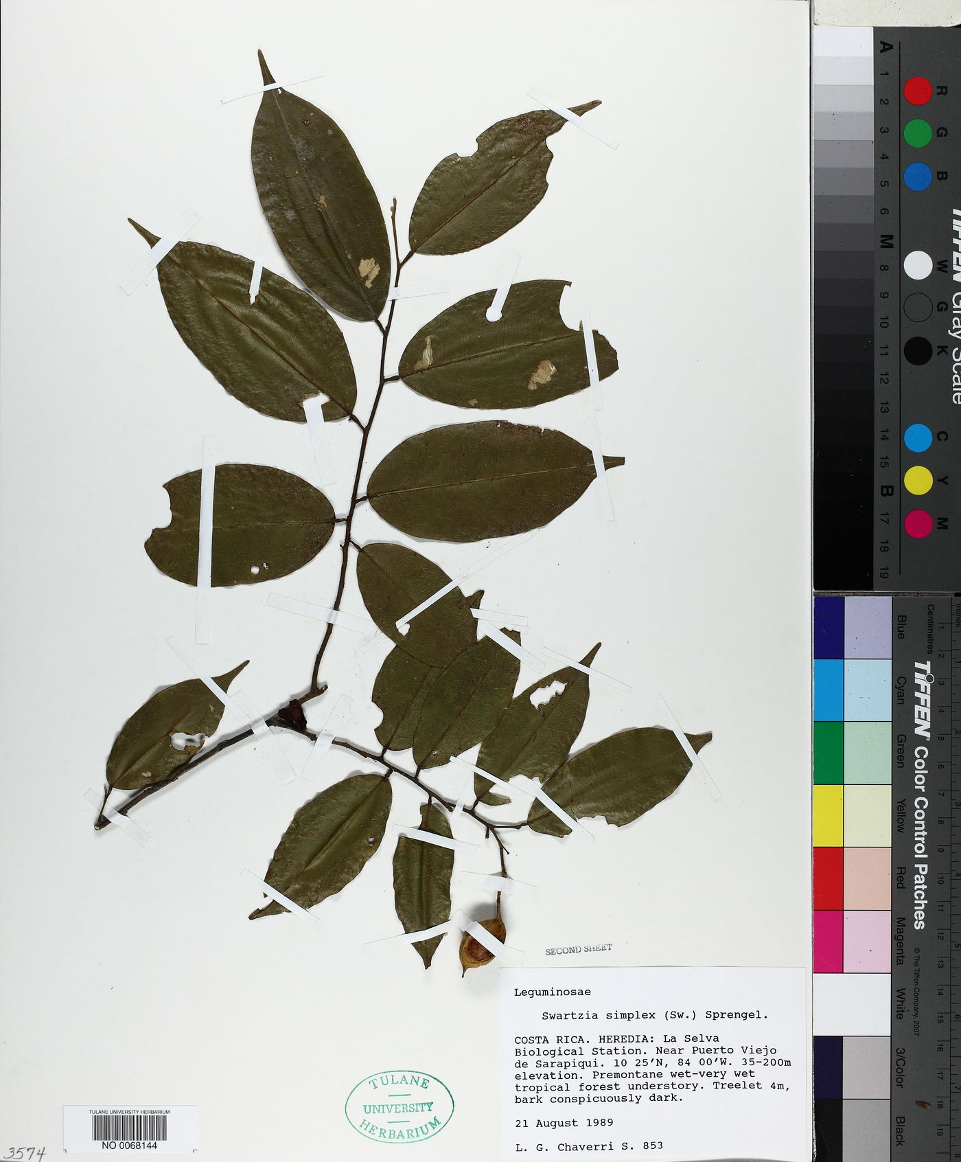 Swartzia simplex image