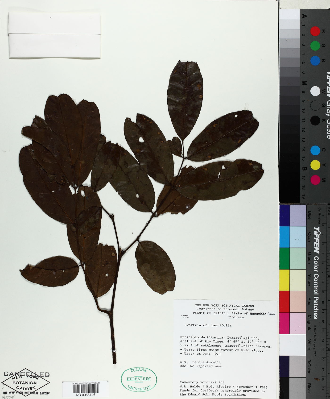 Swartzia laurifolia image