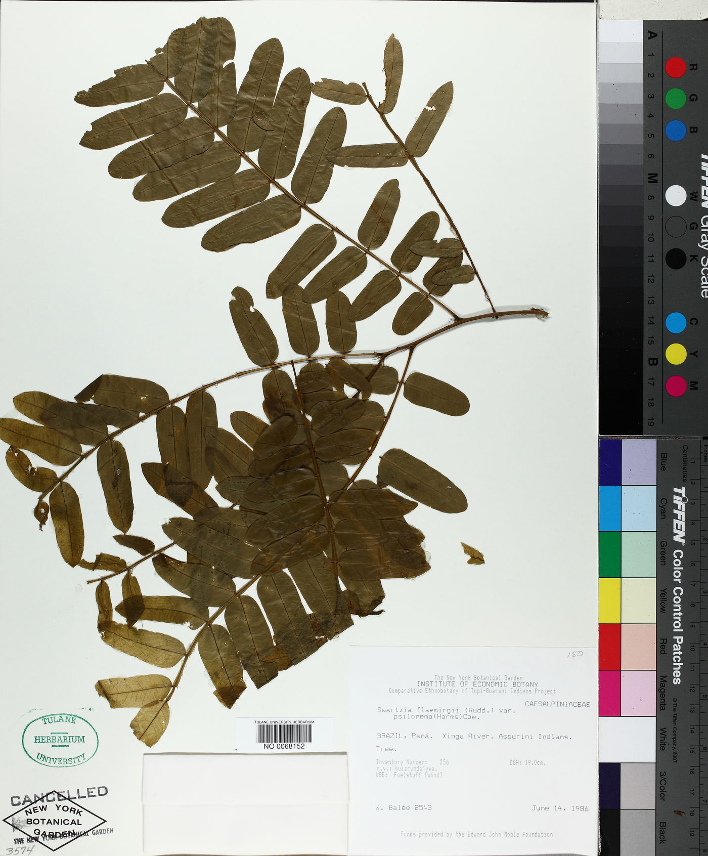 Swartzia flaemingii image