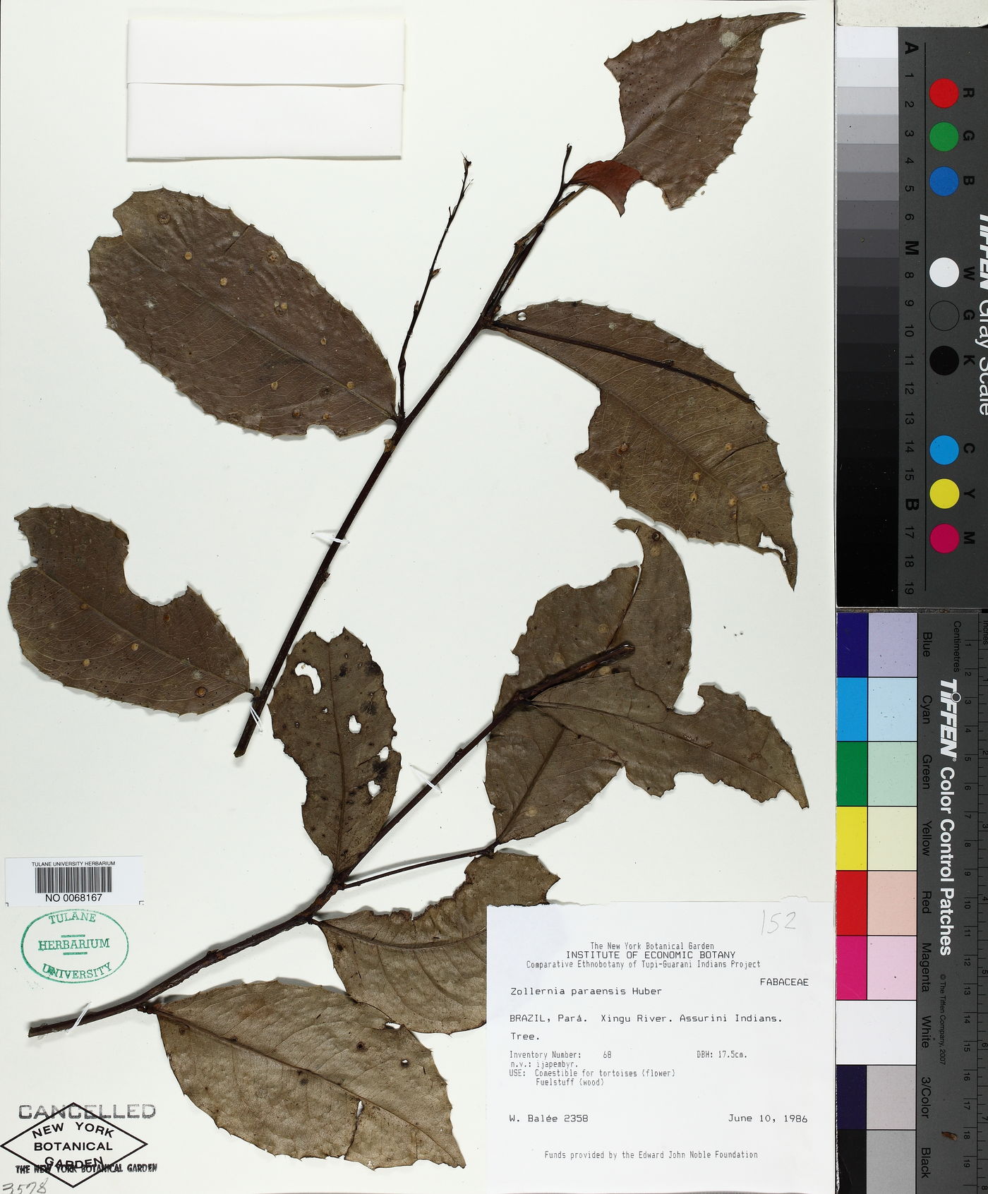 Zollernia paraensis image