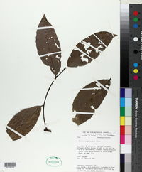 Zollernia paraensis image