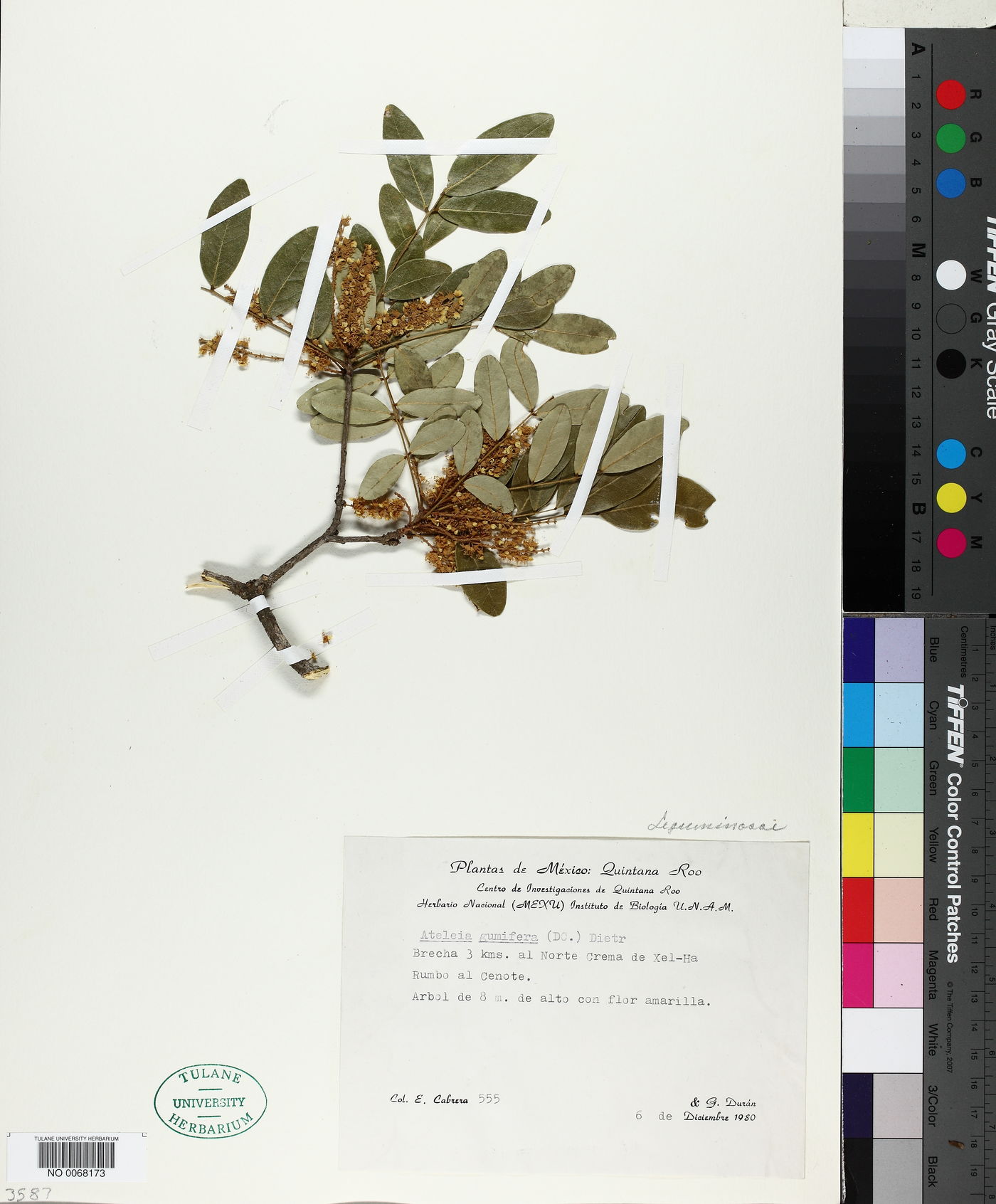 Ateleia gummifera image