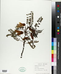 Sophora tetraptera image