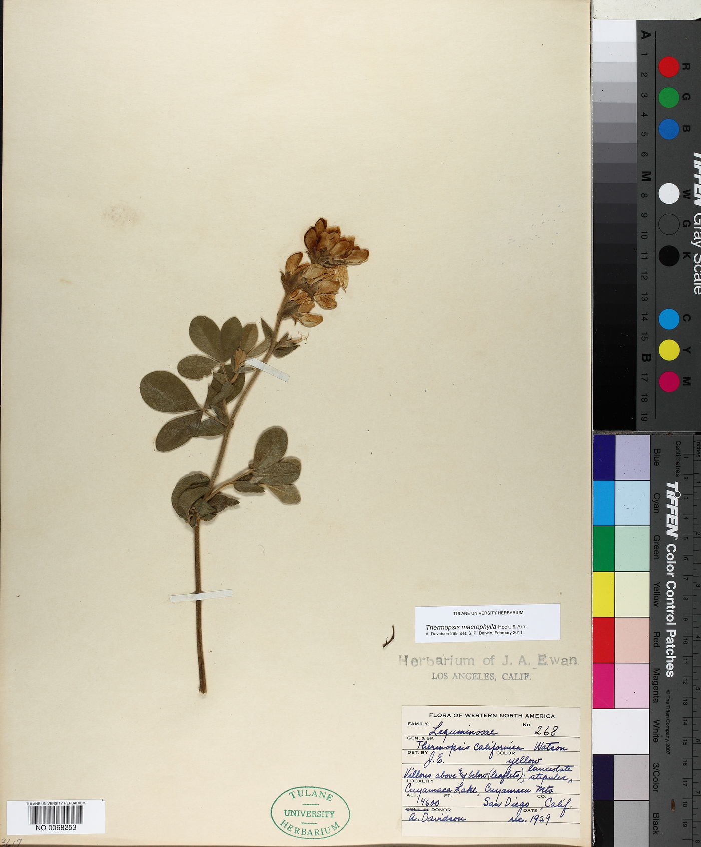 Thermopsis macrophylla image