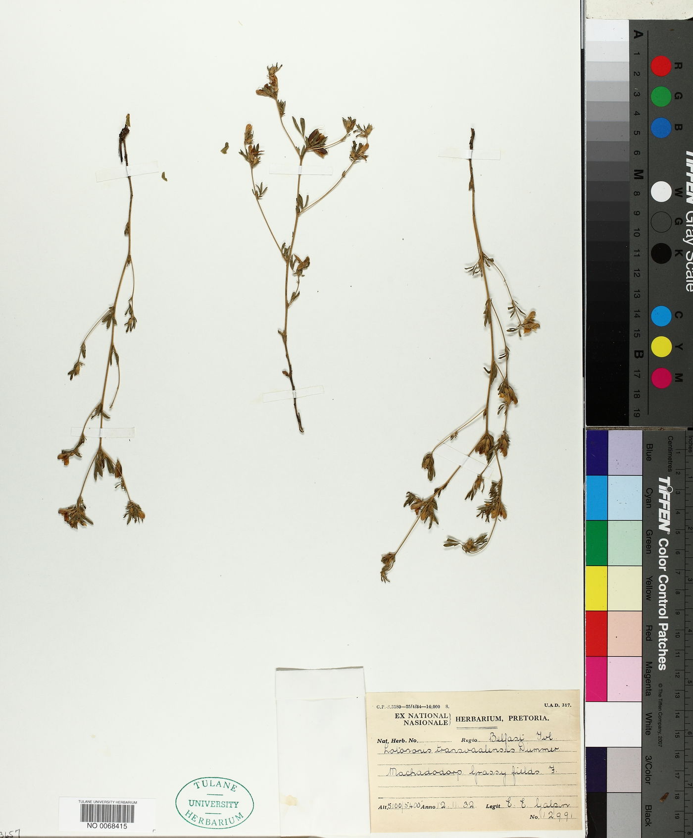 Lotononis carinata image
