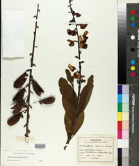 Crotalaria spectabilis image