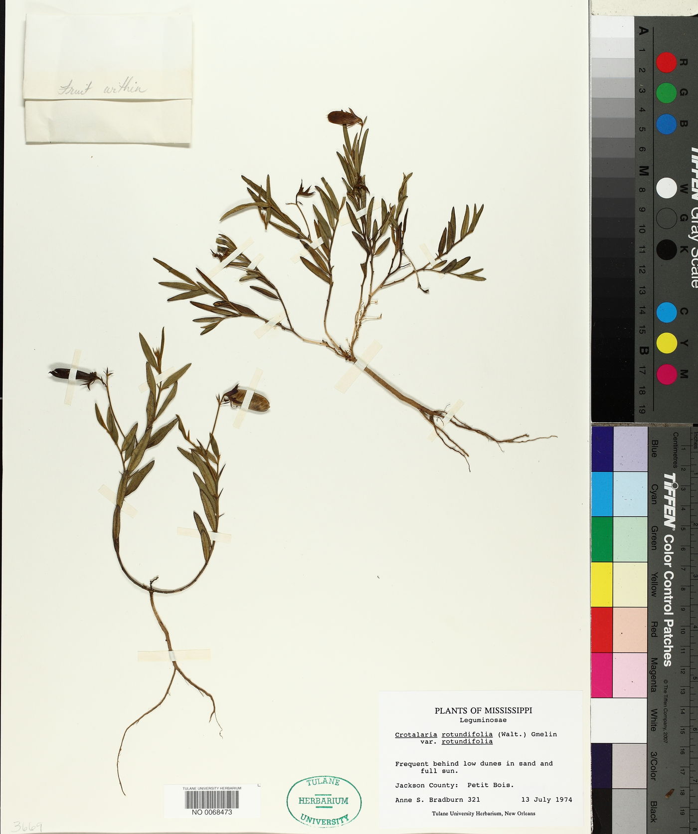 Crotalaria rotundifolia var. rotundifolia image