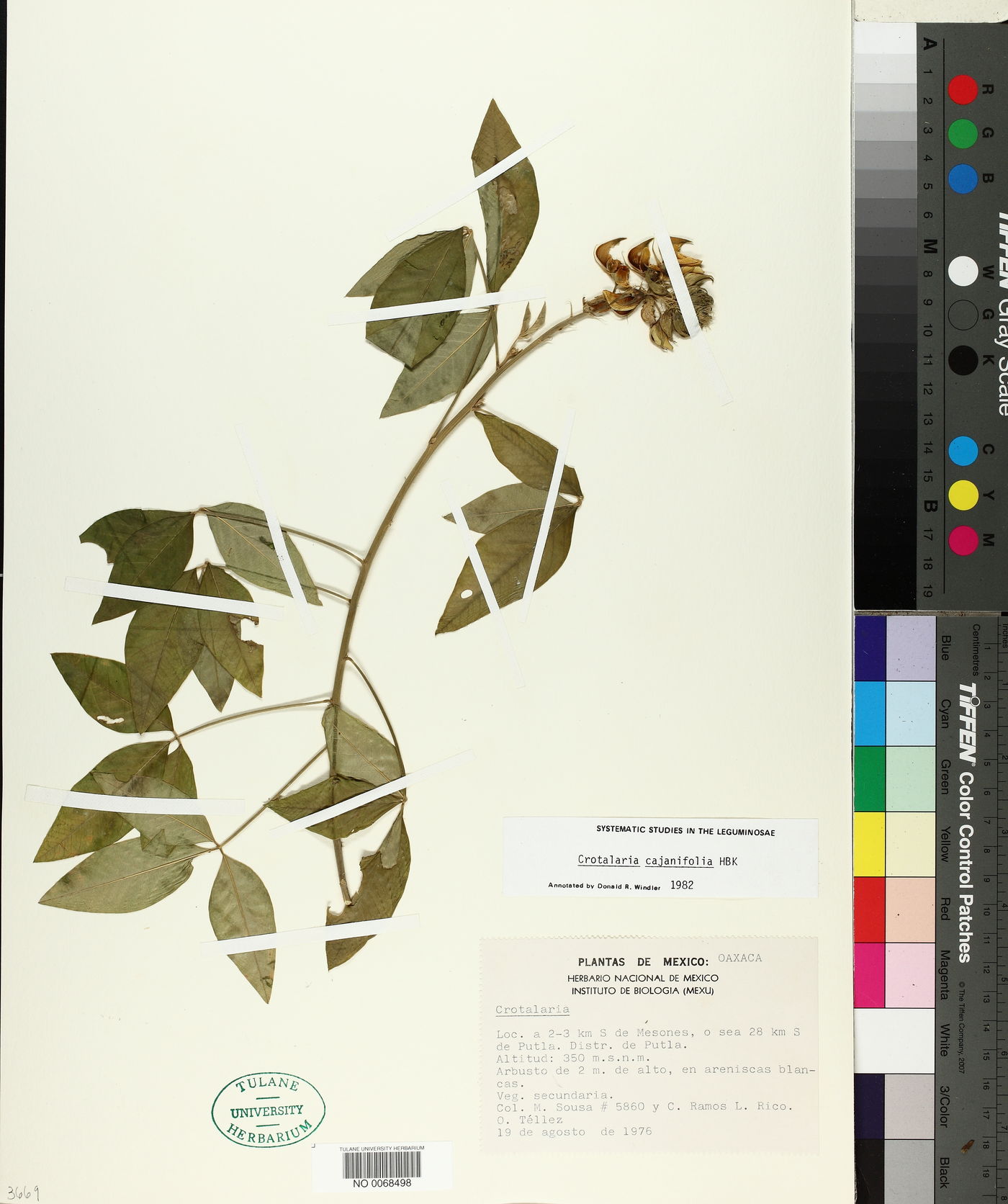Crotalaria cajanifolia image