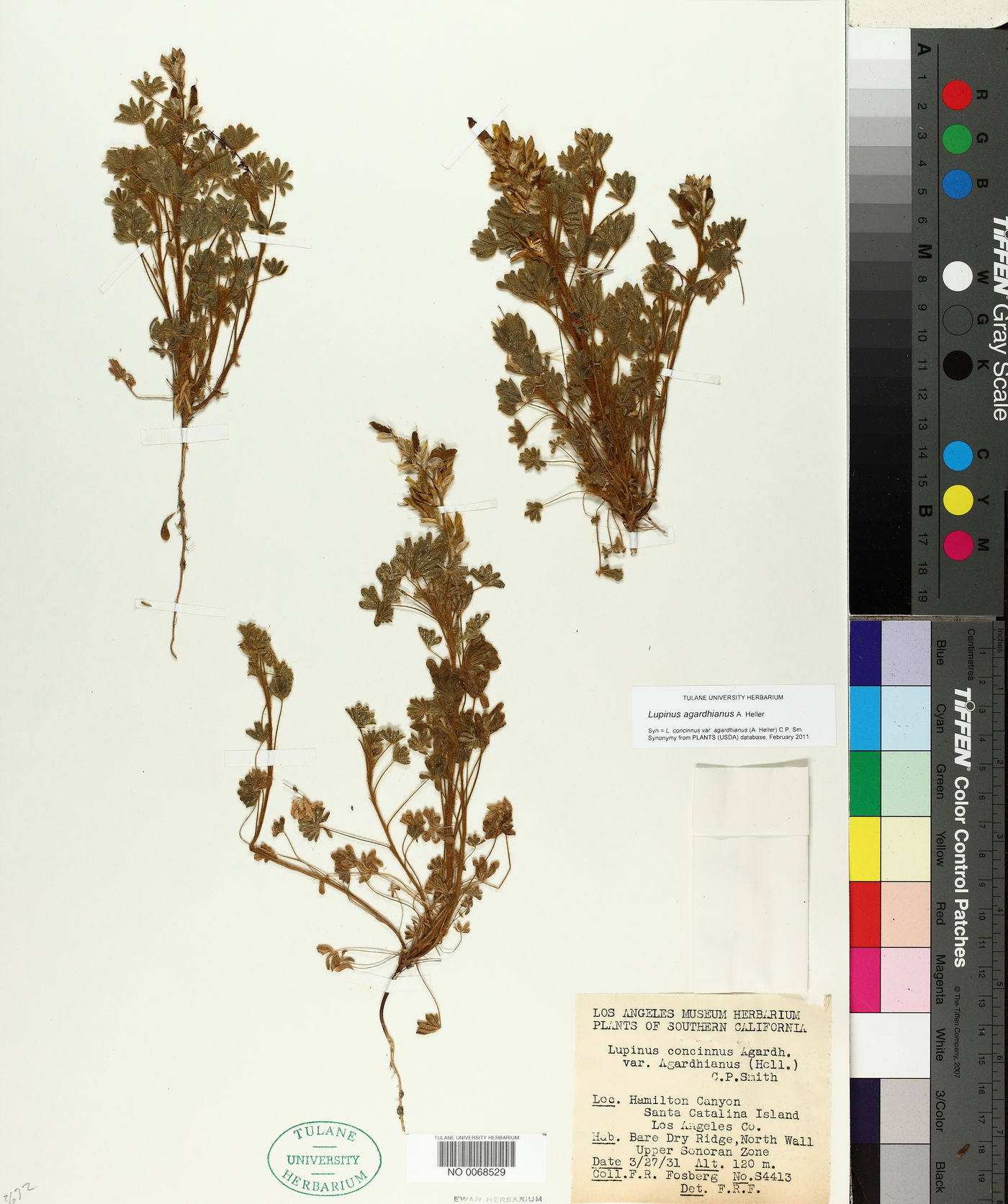Lupinus agardhianus image
