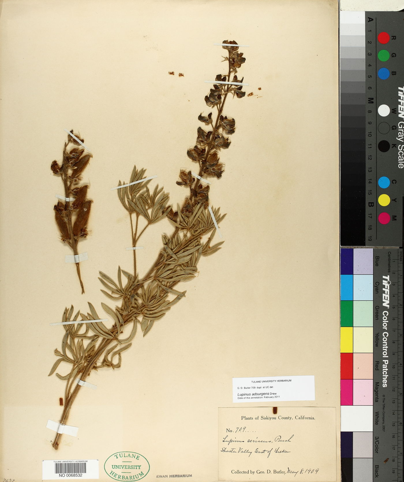 Lupinus adsurgens image