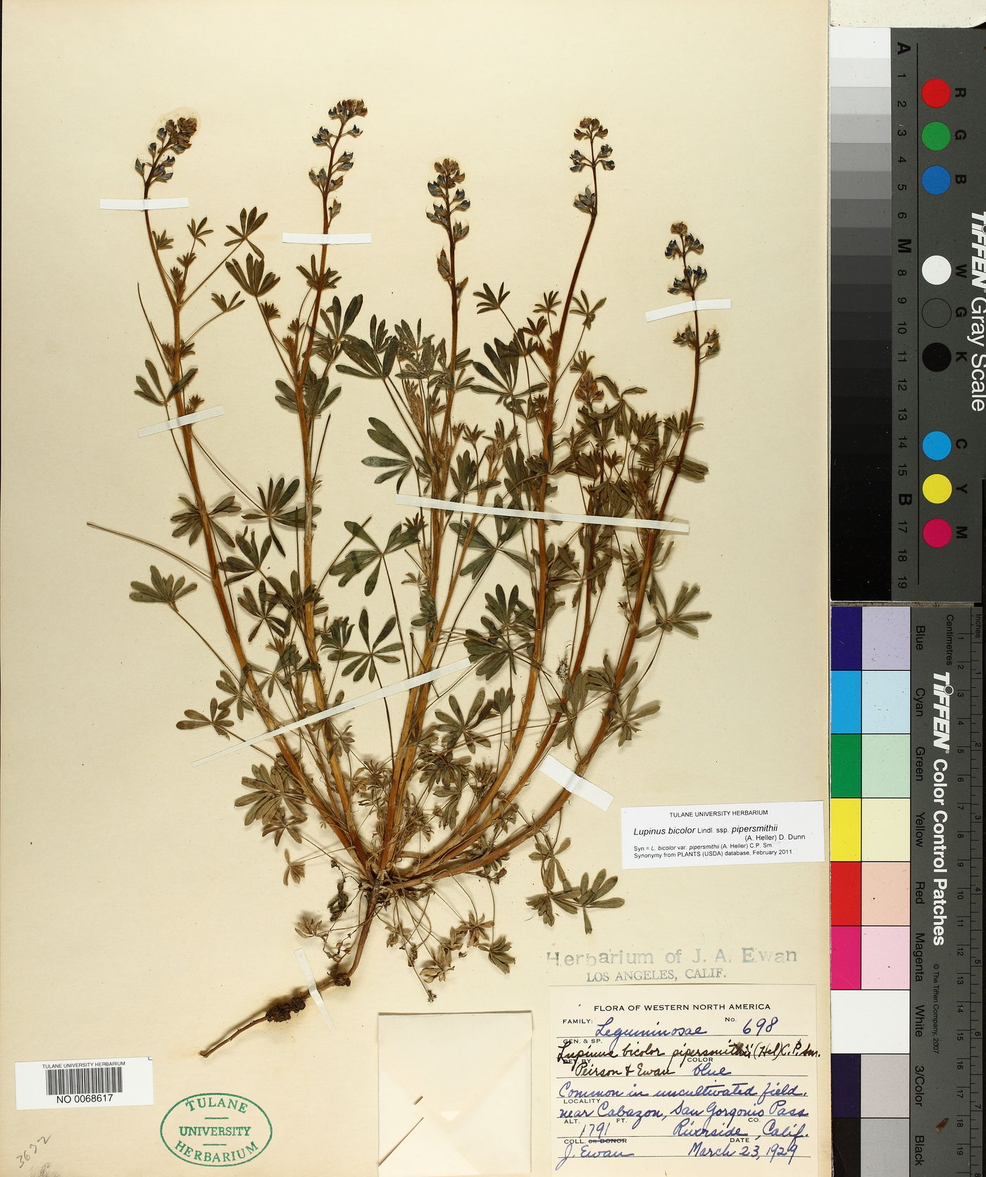 Lupinus bicolor subsp. pipersmithii image