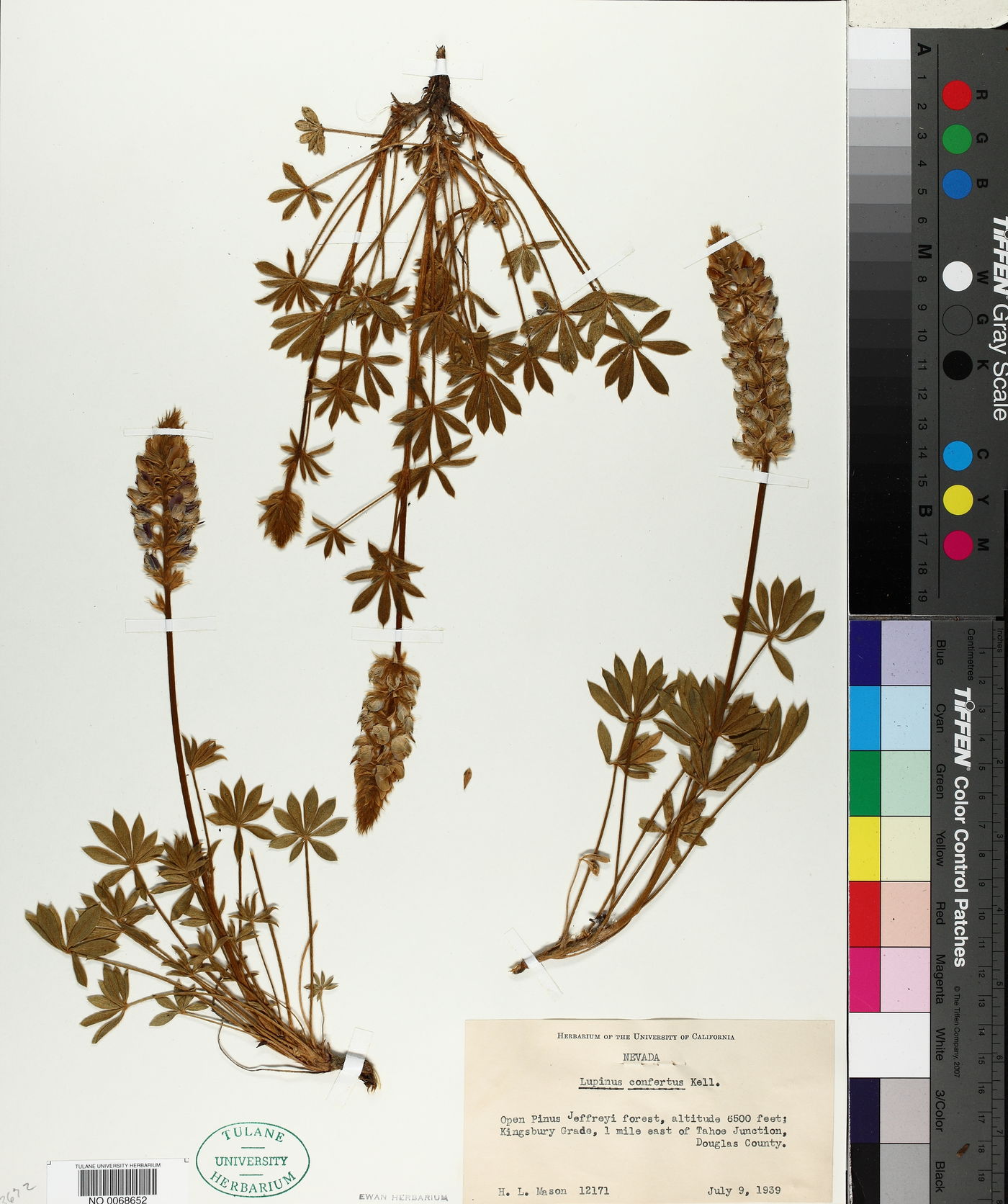 Lupinus confertus image