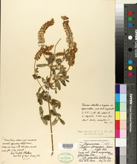 Lupinus floribundus image