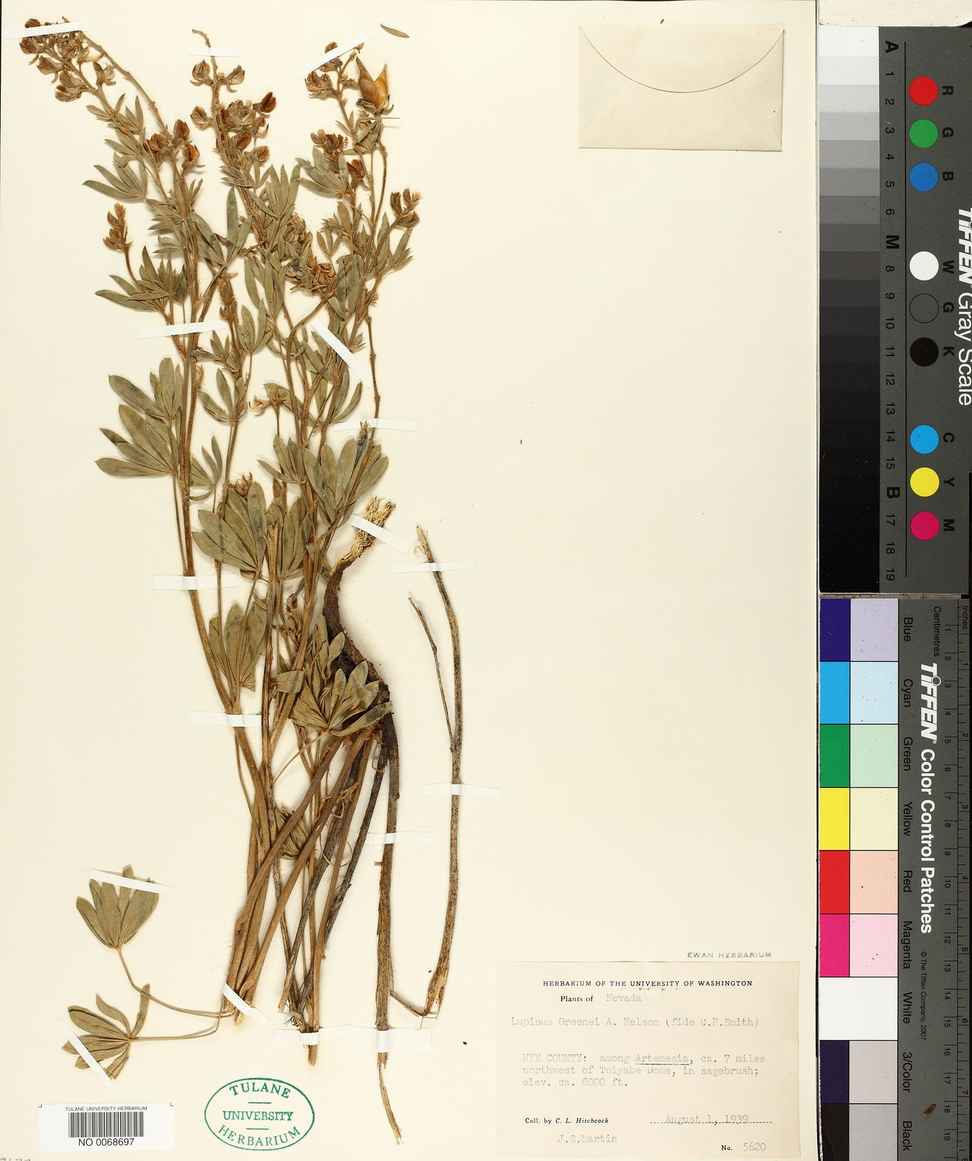 Lupinus formosus var. robustus image