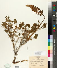 Lupinus excubitus subsp. hallii image