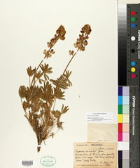 Lupinus excubitus var. austromontanus image