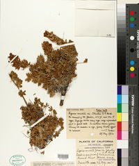 Lupinus excubitus var. johnstonii image