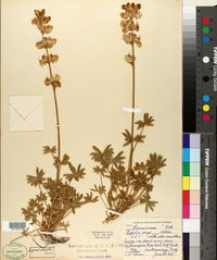 Lupinus grayi image