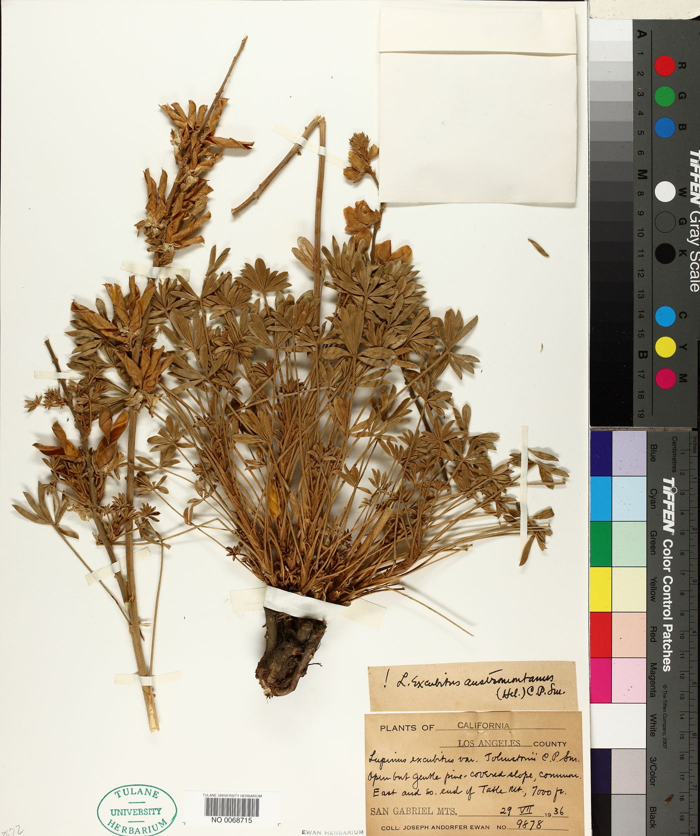 Lupinus excubitus var. austromontanus image