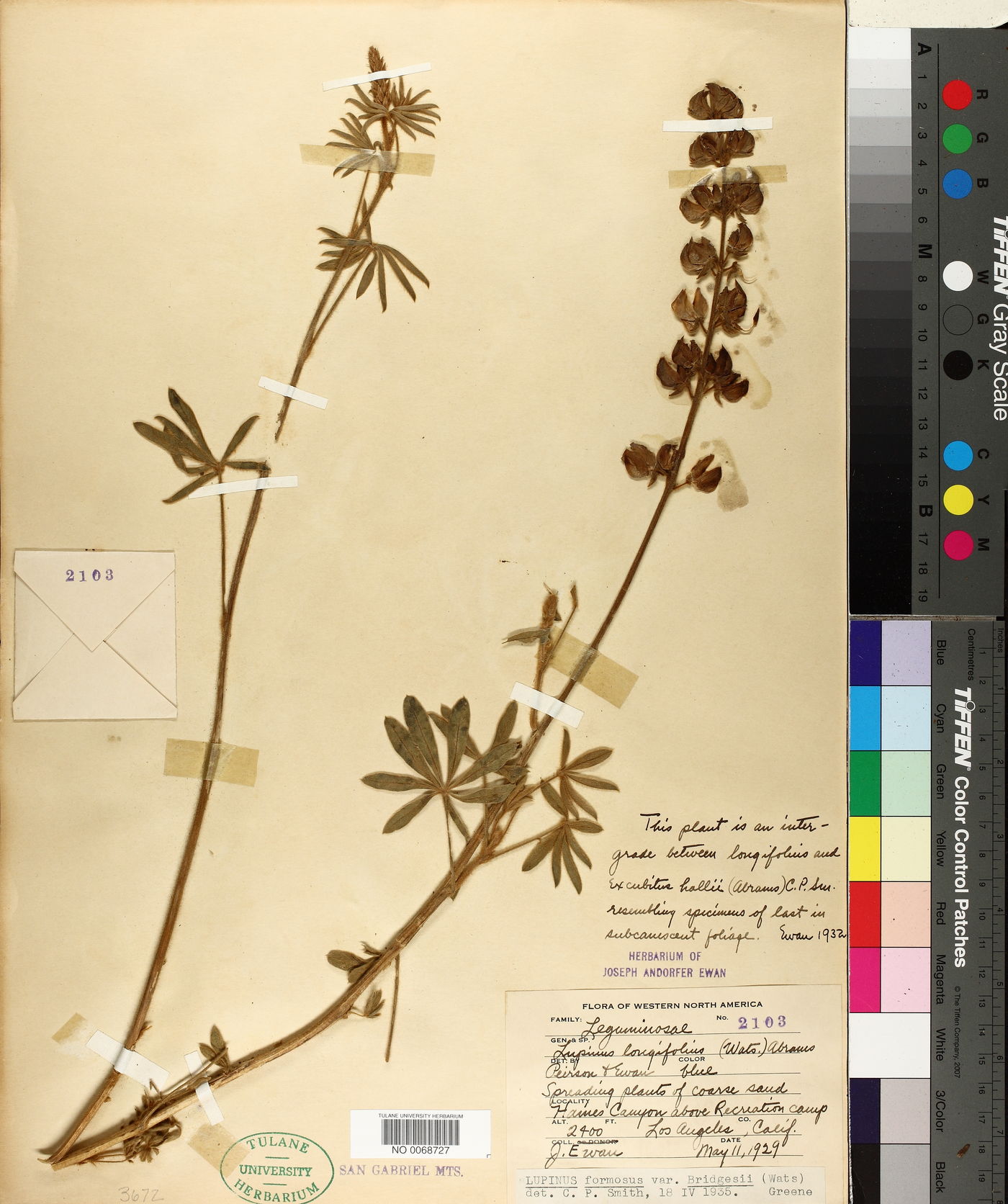 Lupinus formosus var. robustus image