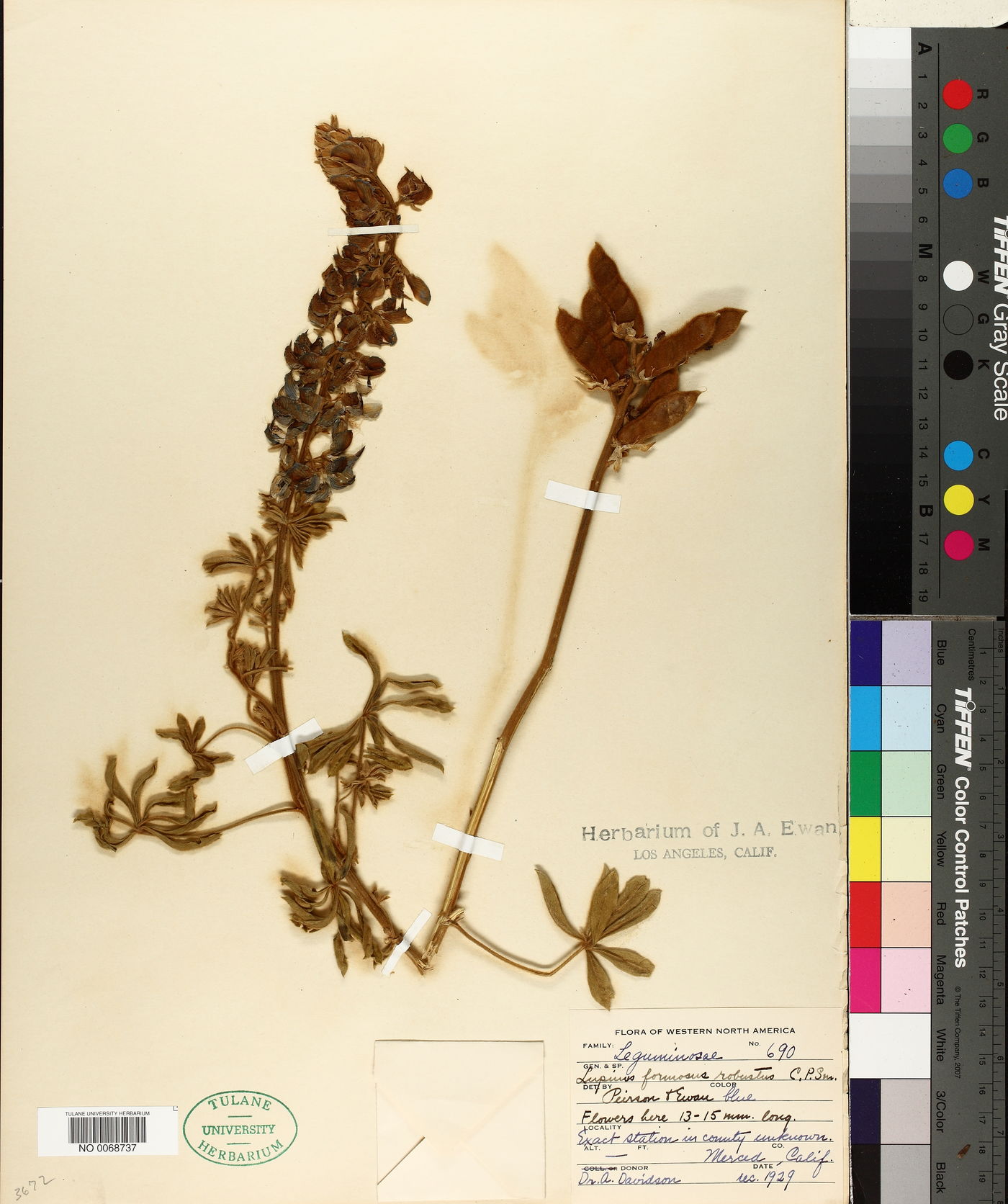 Lupinus formosus var. robustus image