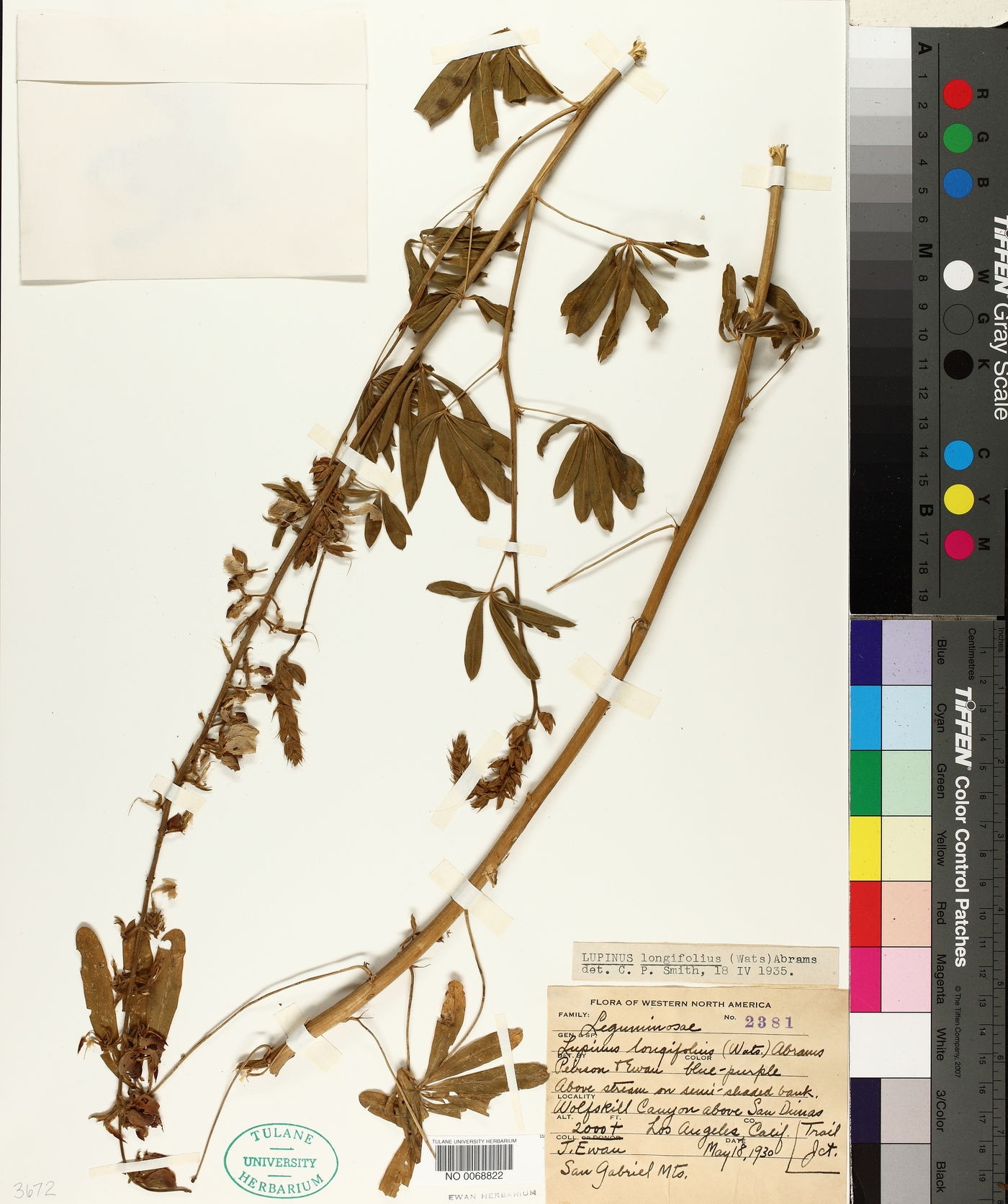 Lupinus longifolius image
