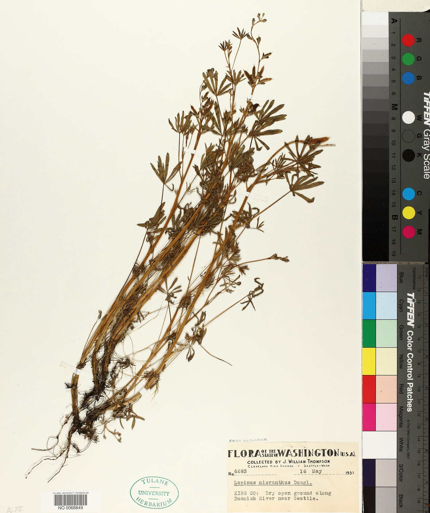 Lupinus polycarpus image