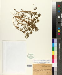 Lupinus pachylobus image