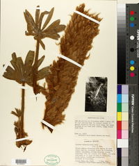 Image of Lupinus alopecuroides