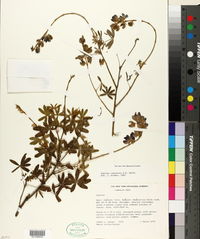 Image of Lupinus caucensis