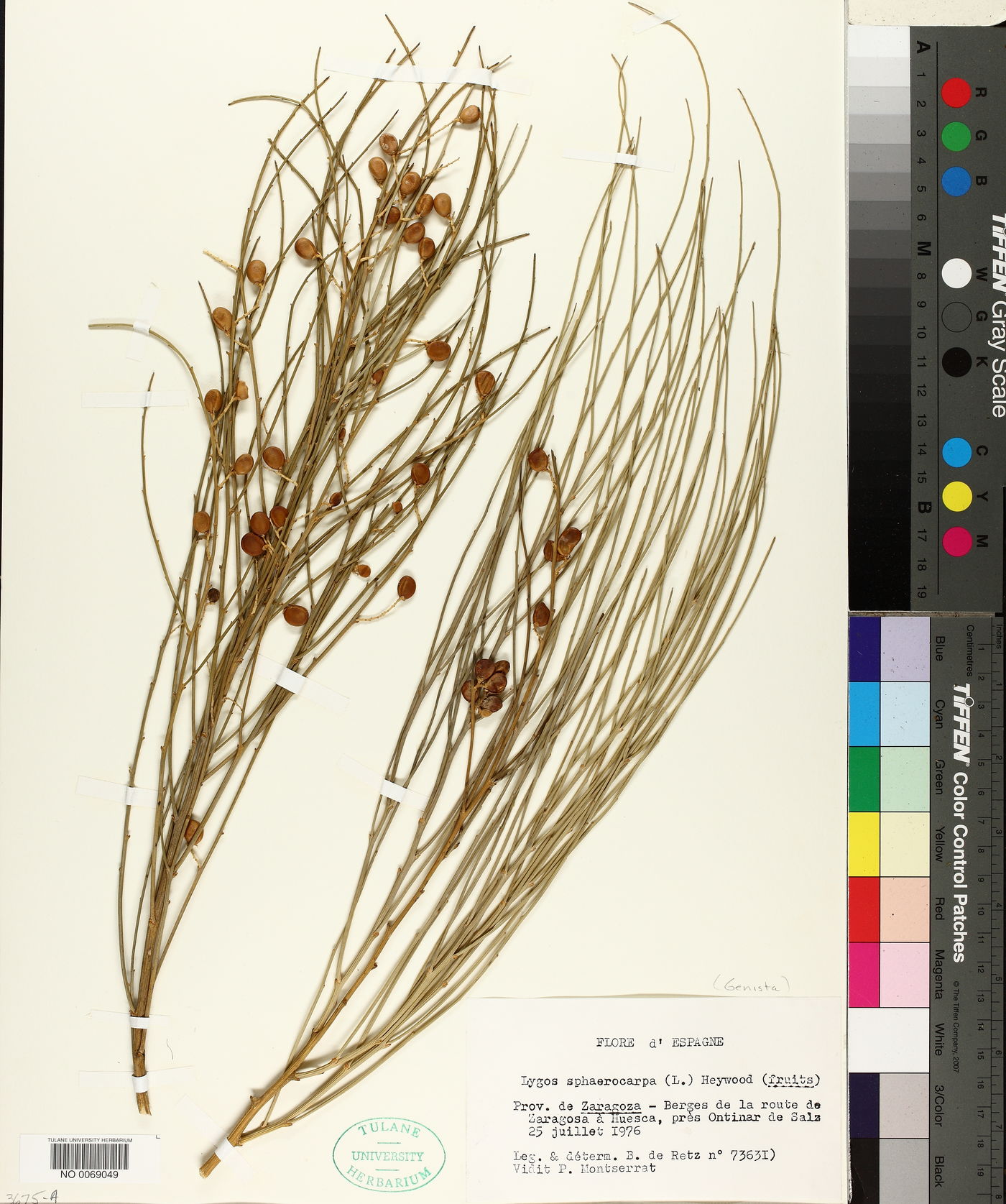 Retama sphaerocarpa image