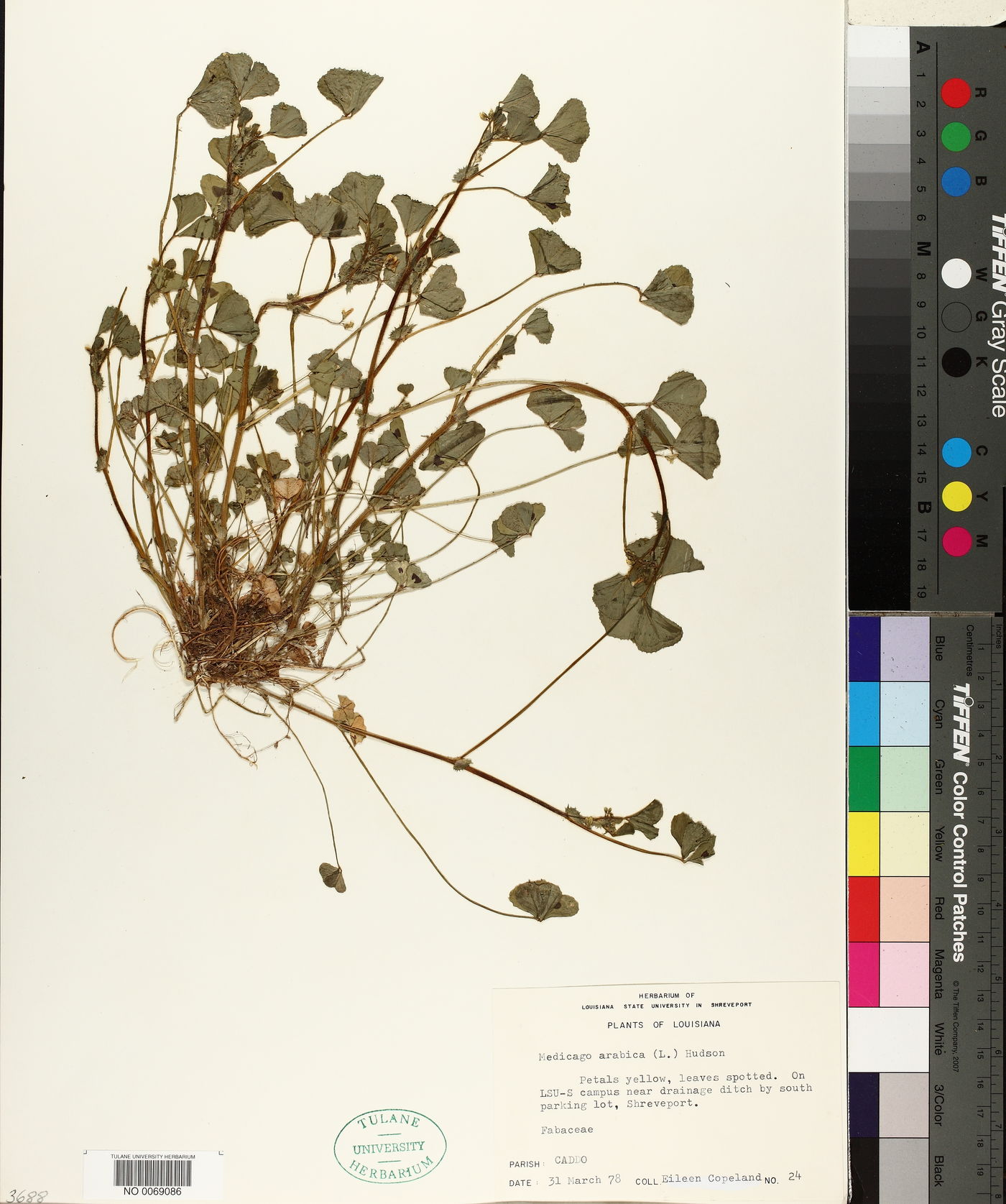 Medicago arabica image
