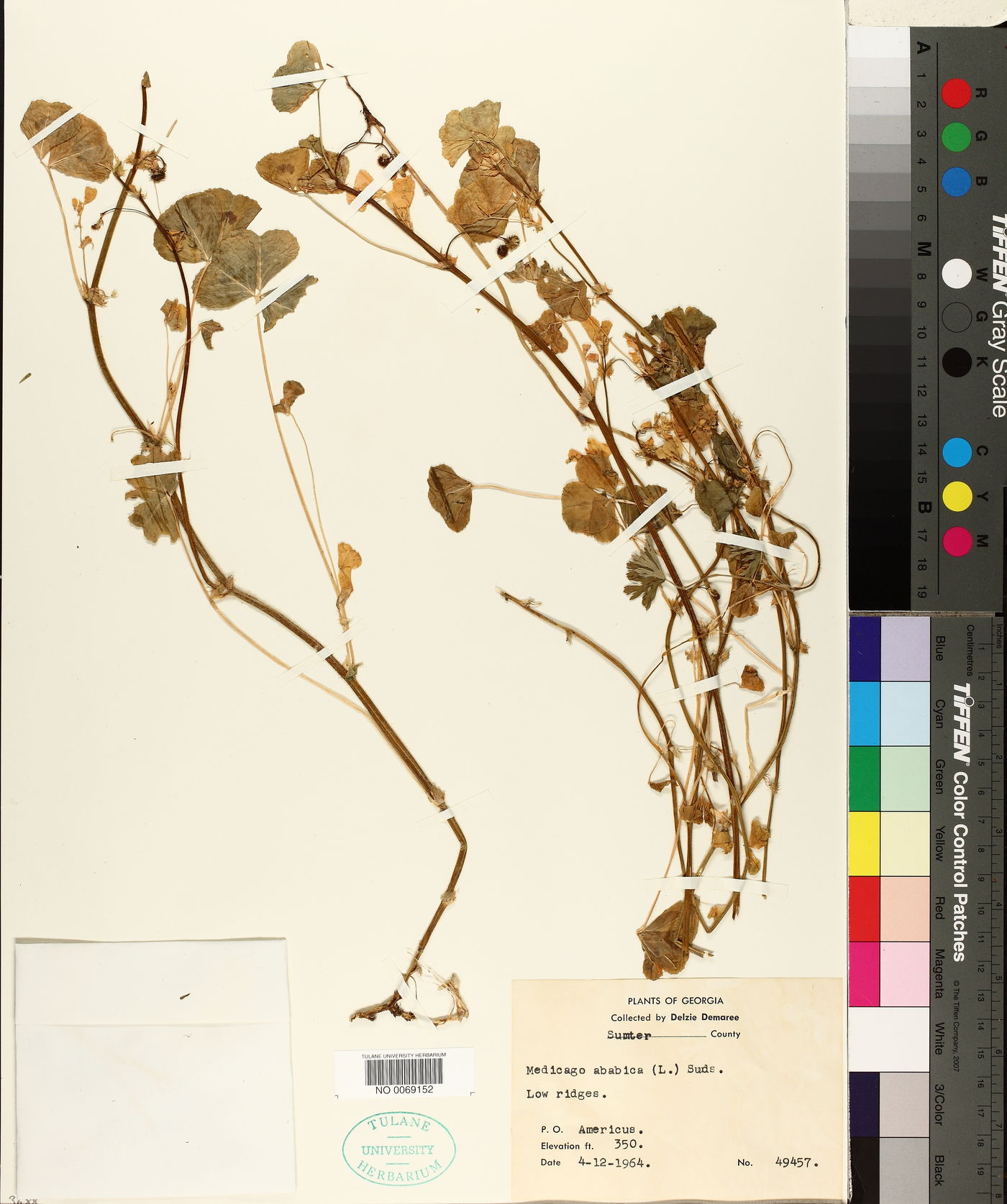Medicago arabica image
