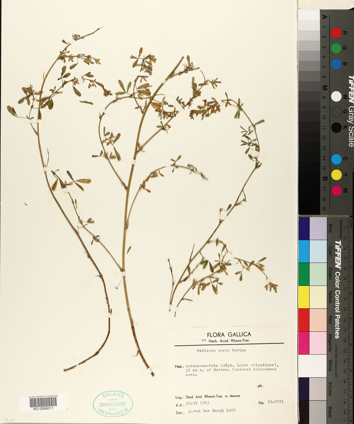 Medicago sativa subsp. × varia image