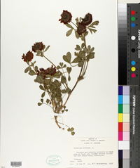 Trifolium reflexum image