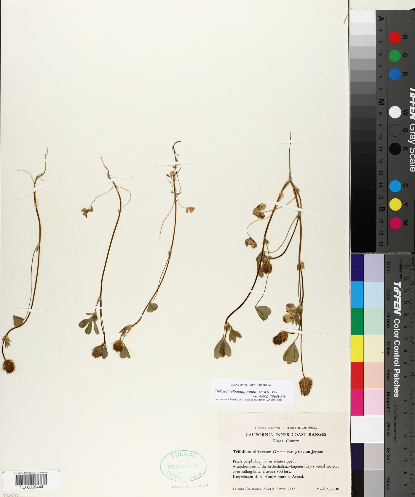 Trifolium albopurpureum var. albopurpureum image