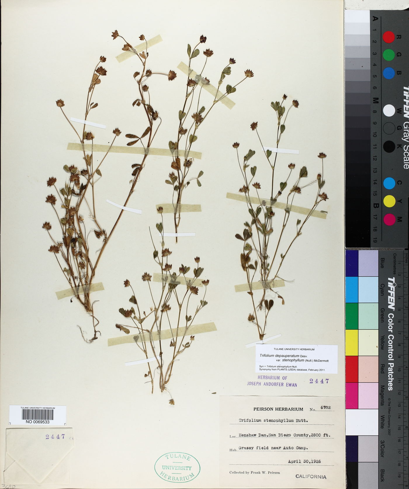Trifolium depauperatum var. stenophyllum image
