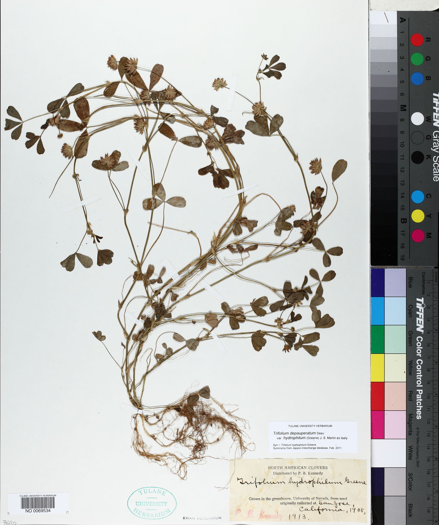 Trifolium depauperatum var. hydrophilum image