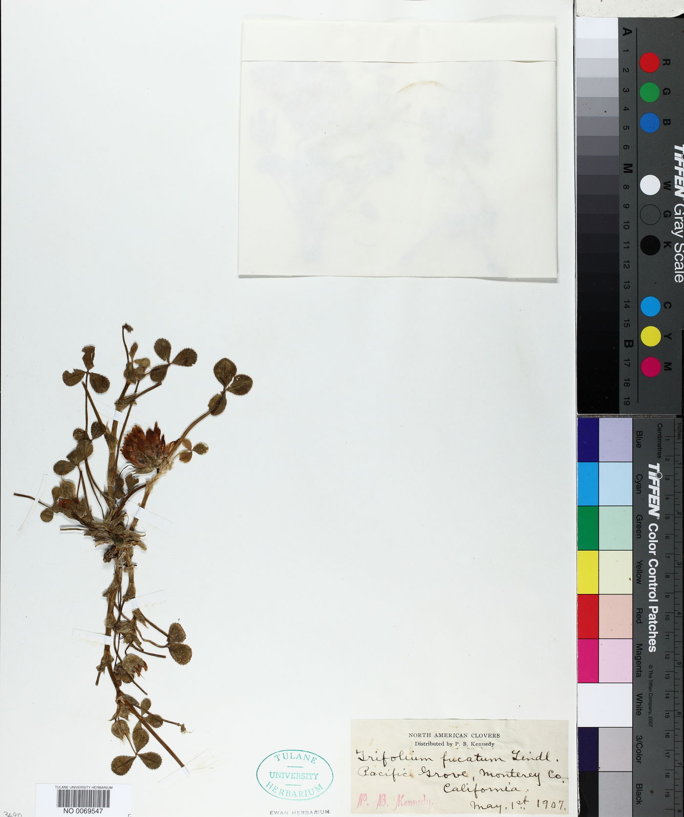 Trifolium fucatum image