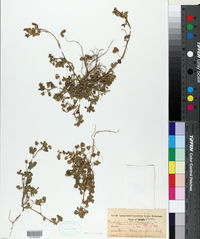 Trifolium gracilentum var. gracilentum image