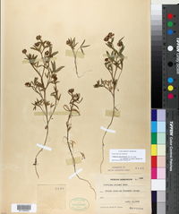 Trifolium gracilentum var. palmeri image